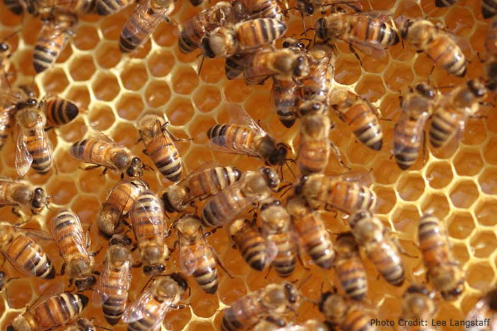 bees on honeycomb