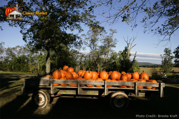 alladin pumpkins in wagon