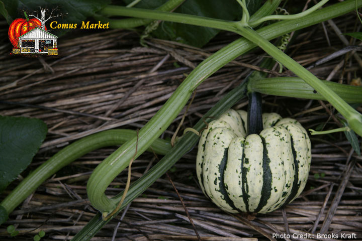 Comus Market Comus MD